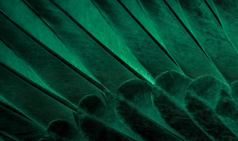 Advisory & AI Services